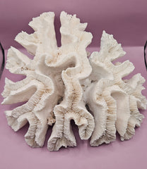  Close-up of a vintage lettuce coral piece with intricate ruffled patterns, perfect for coastal decor.