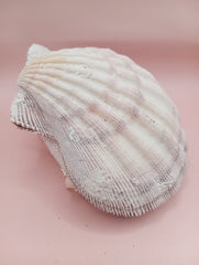 Lion's Paw seashell pair, 5.4 by 4.8 inches, with barnacles and crustacean markings in natural coastal tones
