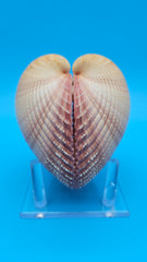 Pink heart cockle display shell for coastal home decor – premium natural specimen