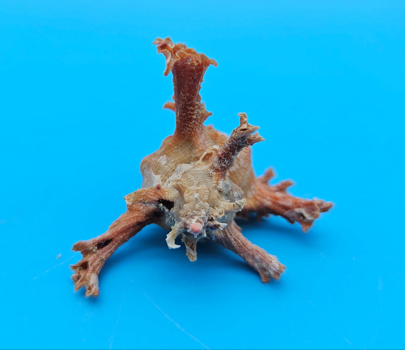  Murex crocatus shell, 2.3 inches, orange spiny fronds with intricate ridges, from Zambales, Philippines.