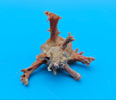  Murex crocatus shell, 2.3 inches, orange spiny fronds with intricate ridges, from Zambales, Philippines.