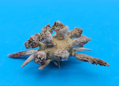 Pine Tree Urchin display shell 2.8 inches with natural spiny details for coastal home décor