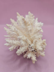 Table Coral ACROPORA LATISTELLA 4.4