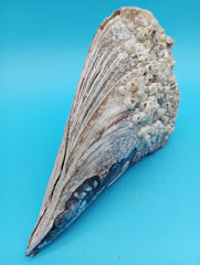 Top view of barnacle encrusted rigid pen shell 8.4