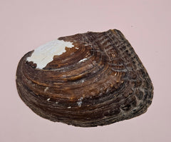 Pearl oyster shell with natural blister pearls inside and three loose pearls in a plastic bag on a pink background