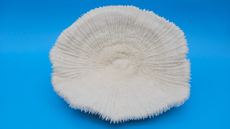 Vintage mushroom coral specimen for coastal home decor - natural marine piece