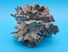 Vintage Blue Ridge Coral – 6