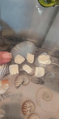 Tarpon Scale