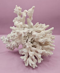 Vintage Elkhorn coral natural specimen for coastal decor