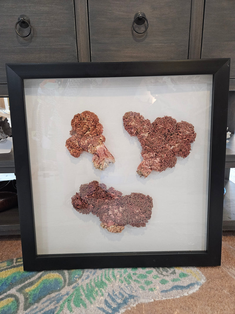 A 20"x20" shadowbox featuring a trio of rare red soft coral sponges, ranging in size from 5-7 inches and in colors from rust red to bright orange, perfect for coastal décor.