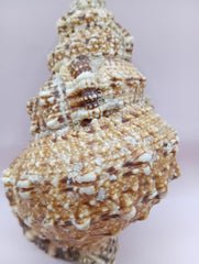  Natural Frog Conch Shell – side view with textured spines