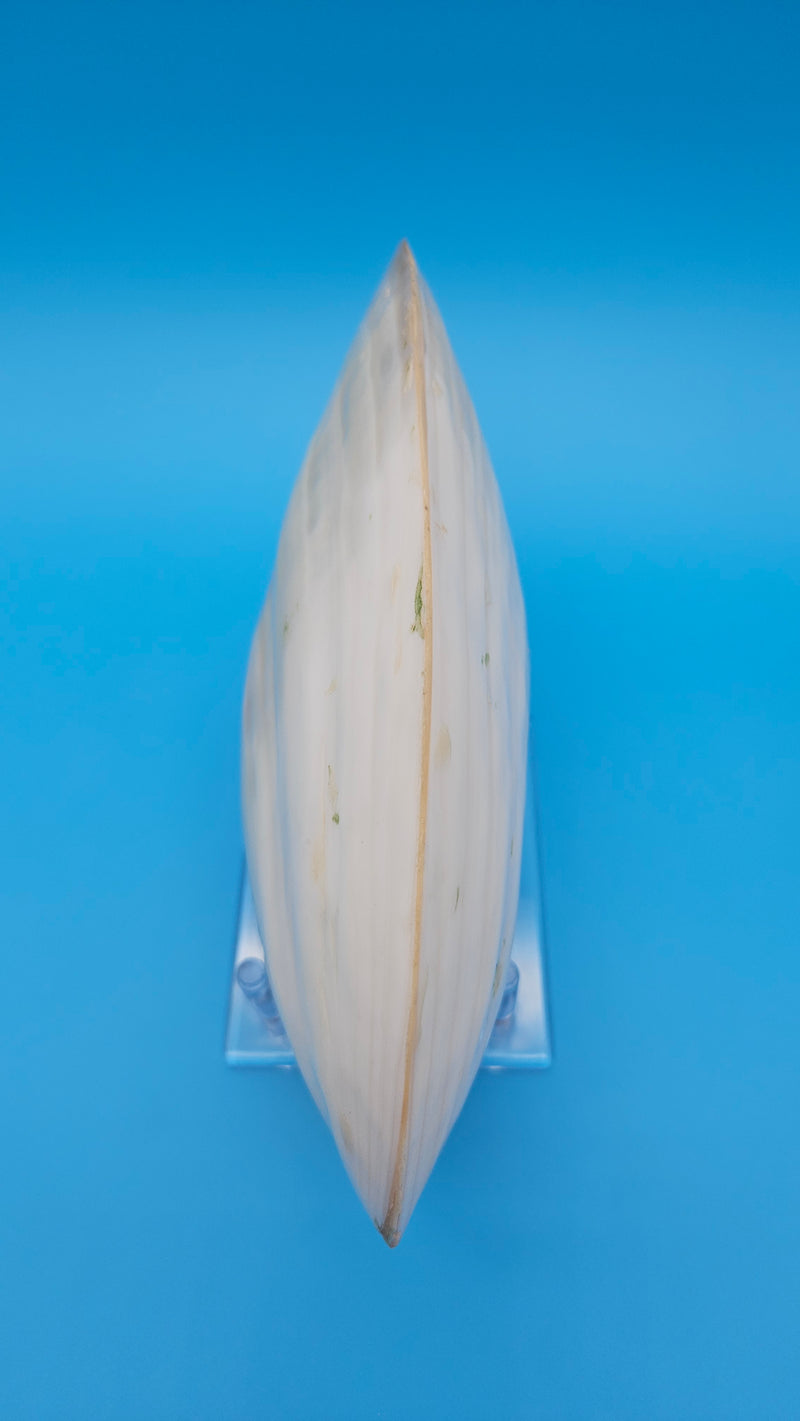  Fused Rainbow Cebu clam shell with polished iridescent surface and pastel pearl tones on blue background