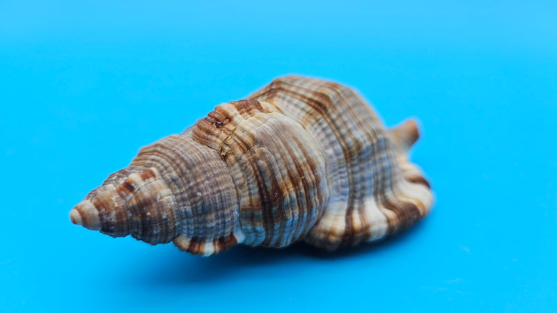 4-inch Cymatium pileare shell with brown and gold ribbed texture for coastal display décor
