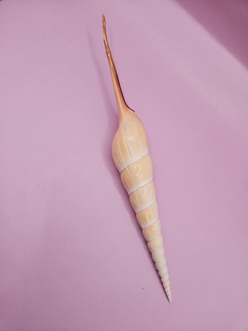 Shinbone Tibia Fusus Shell, 9.75-inch, featuring a natural spiral design with intricate textures, perfect for coastal décor or shell collectors.