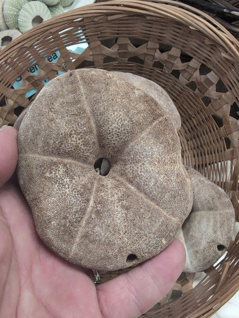 All natural Brown Sea Biscuits Puffer Thick Sand Dollar