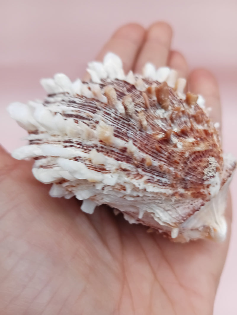 2.8" Hinged Spondylus shell with spiny ridges and cream-pink tones held in hand