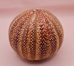  Rounded red and cream sea urchin shell on pink background, perfect for display