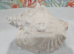 Vintage Pink Queen Conch 9.5