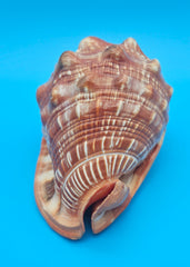 Bullmouth Helmet Shell 6.5