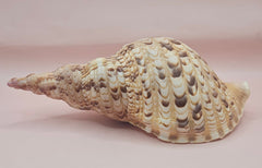 Pacific Triton Shell – 10.5
