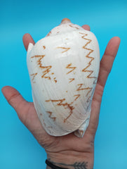 Noble Volute Shell 5