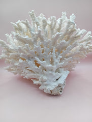 Vintage cream table coral with flattened branches – 10 x 6 x 7.5 inches coastal décor accent