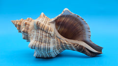 Fox Conch display shell for coastal home decor – premium natural specimen 7