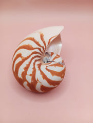 Tiger Nautilus Shell – Striking Natural Ocean Decor 4