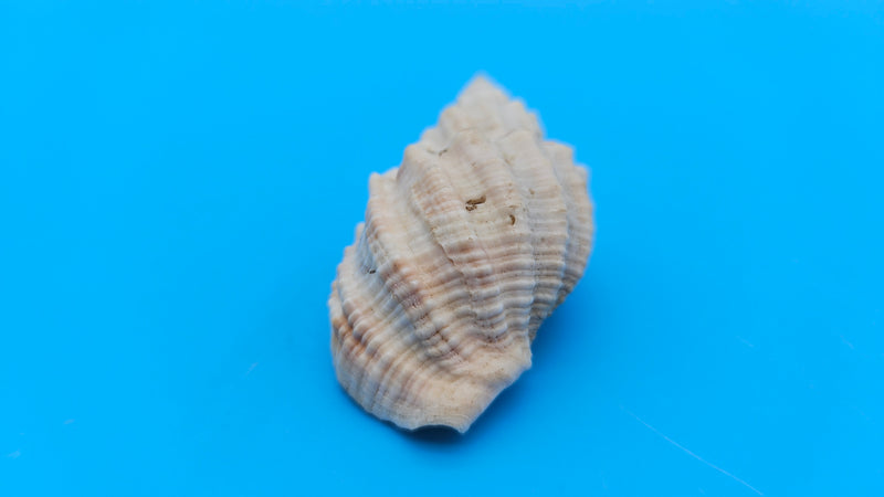 Sydaphera spengleriana shell, ribbed spiral form, creamy beige tones with subtle brown banding, 2.3 inches.