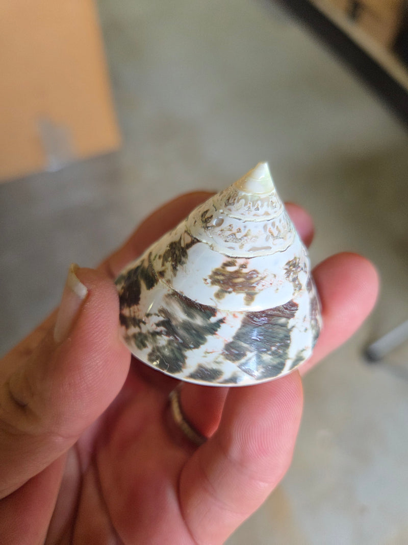 Polished Trochus Nioliticus Shell 2"