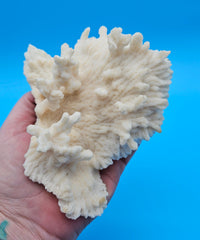 Merulina coral with ruffled fan shape and soft ivory texture on blue background