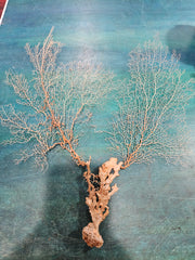 Delicate natural sea fan, 17 inches by 16.25 inches, featuring intricate branching, perfect for coastal décor or wall display.