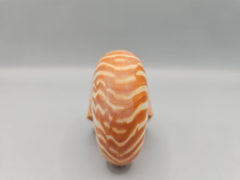 Chambered Tiger Nautilus shell, 2.8 inches wide, with brown stripes and spiral design, perfect for marine décor or collections.