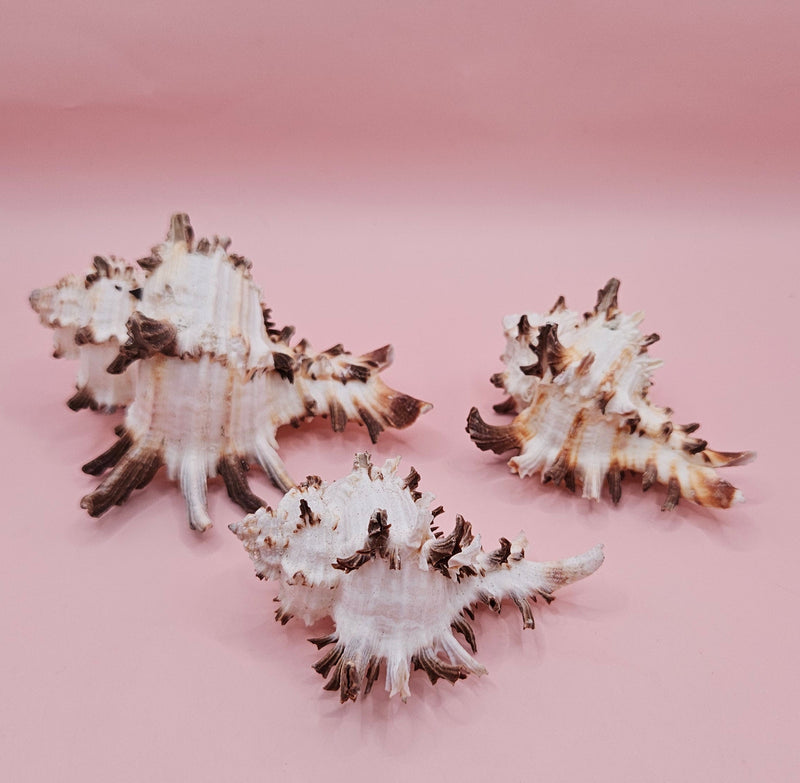 Trio of spiky Murex Endive sea shells in cream and brown on pink background, arranged for coastal decor