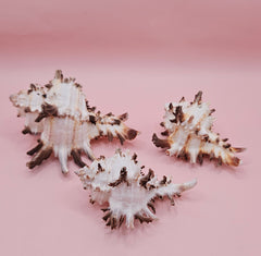 Trio of spiky Murex Endive sea shells in cream and brown on pink background, arranged for coastal decor