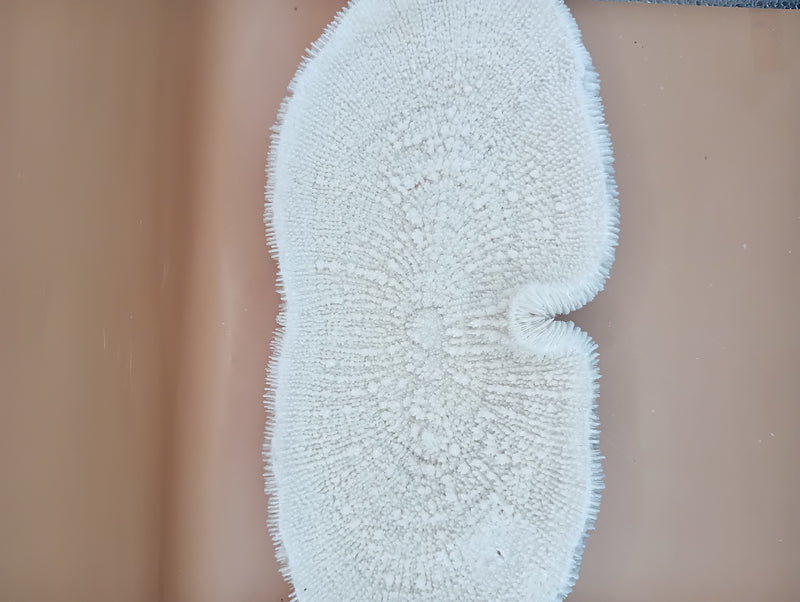 Vintage Bone White Slippers Coral – Unique Natural Ocean Decor (14.5" x 7.25")