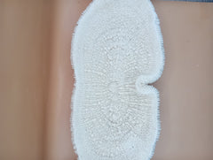 Vintage Bone White Slippers Coral – Unique Natural Ocean Decor (14.5