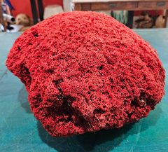 Large red pipe coral specimen with natural tube structure and dome shape, measuring 13x11.5x8 inches