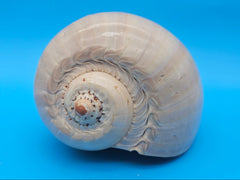 Polished Crown Melon Shell 8.75