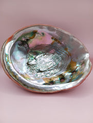 Red Abalone Shell with Iridescent Interior – 8.5