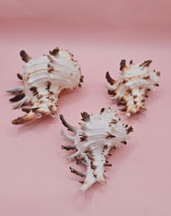 Trio of spiky Murex Endive sea shells in cream and brown on pink background, arranged for coastal decor