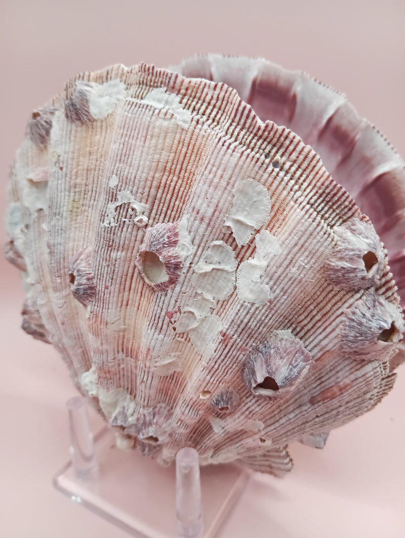 Natural Lion's Paw seashell pair, 5.6 by 5.2 inches, with textured barnacle accents and coastal tones