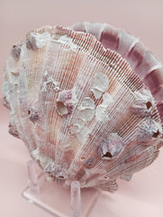 Natural Lion's Paw seashell pair, 5.6 by 5.2 inches, with textured barnacle accents and coastal tones