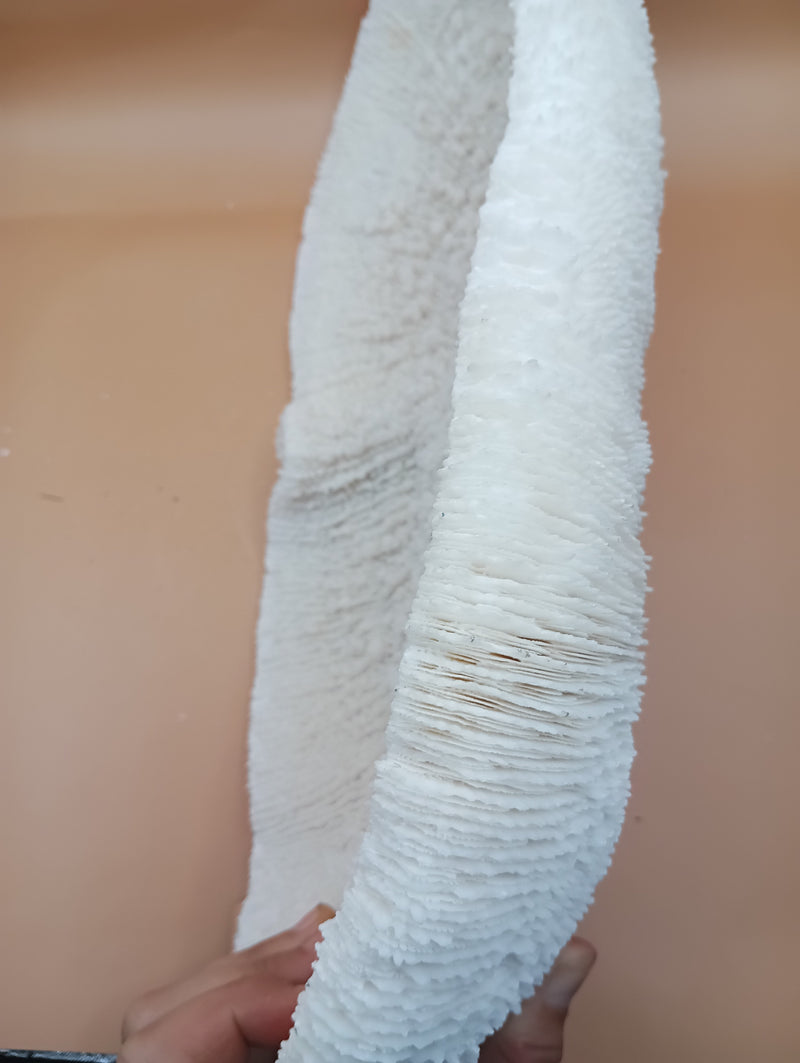 Vintage Bone White Slippers Coral – Unique Natural Ocean Decor (14.5" x 7.25")