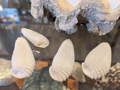 Angel Wing Shells