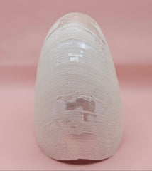 6-inch natural nautilus shell with smooth spiral pattern and creamy pearlescent finish.