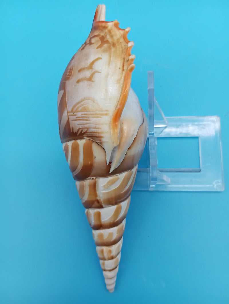 5" carved Tibia shell with lighthouse scene and seabirds