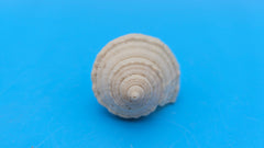 Linatella caudata shell, creamy white with ribbed spiral design, 2.2 inches, flared aperture and pointed spire.