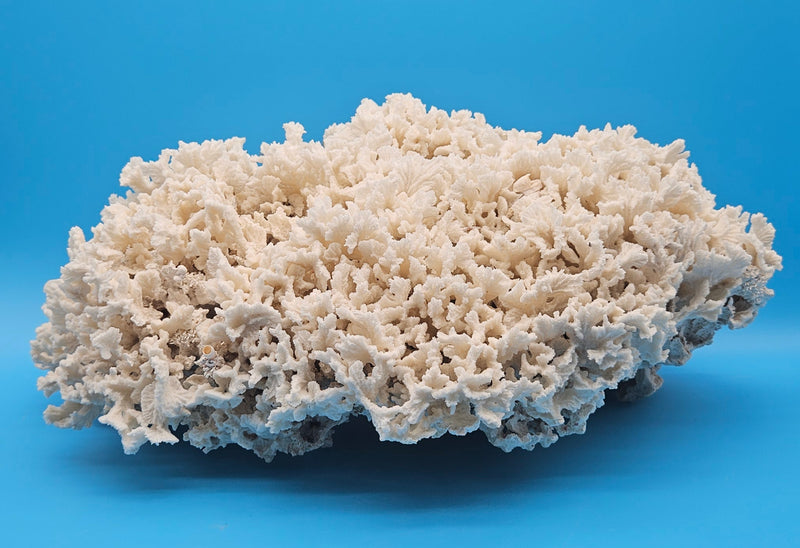 Merulina Coral 18.25"-Coastal coral display