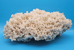 Merulina Coral 18.25